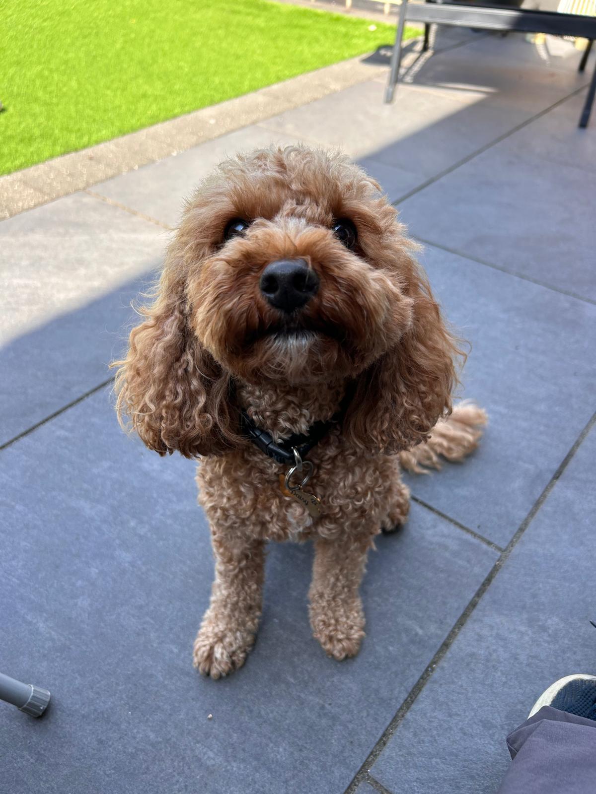 A red cavapoo looking up on the patio