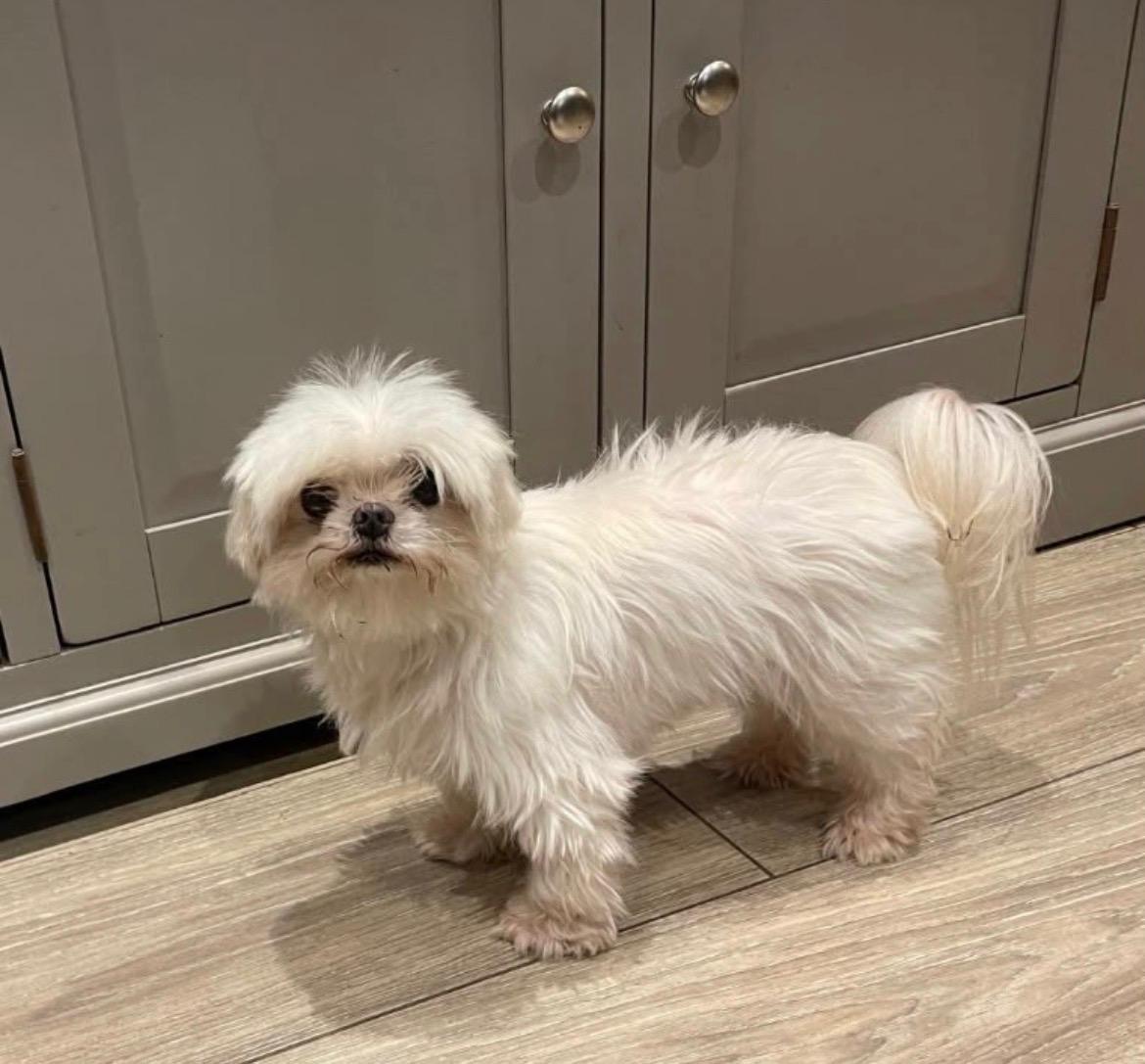 A small fluffy white dog standing on the kitchen floor