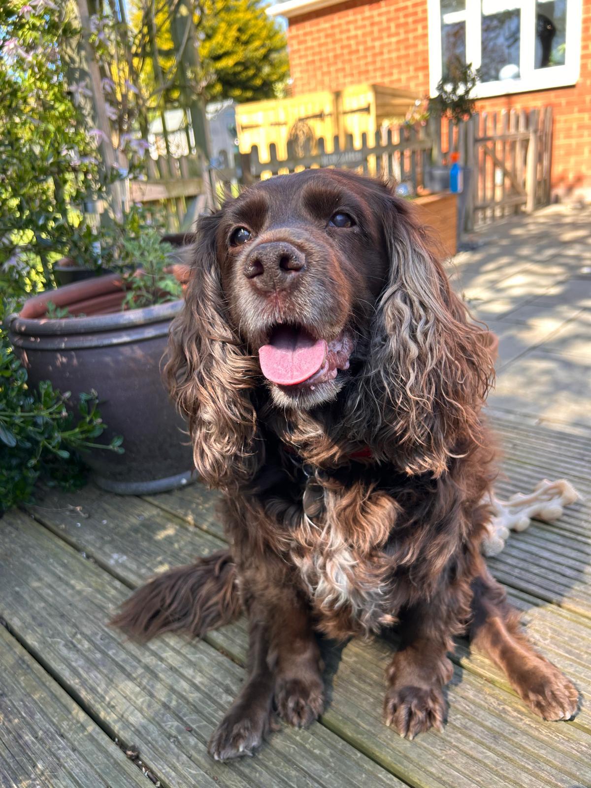 A chocolate cocker spaniel smiling on the decking