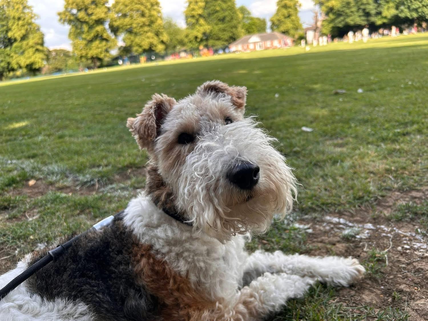 A wire fox terrier relaxing on the grass in the park