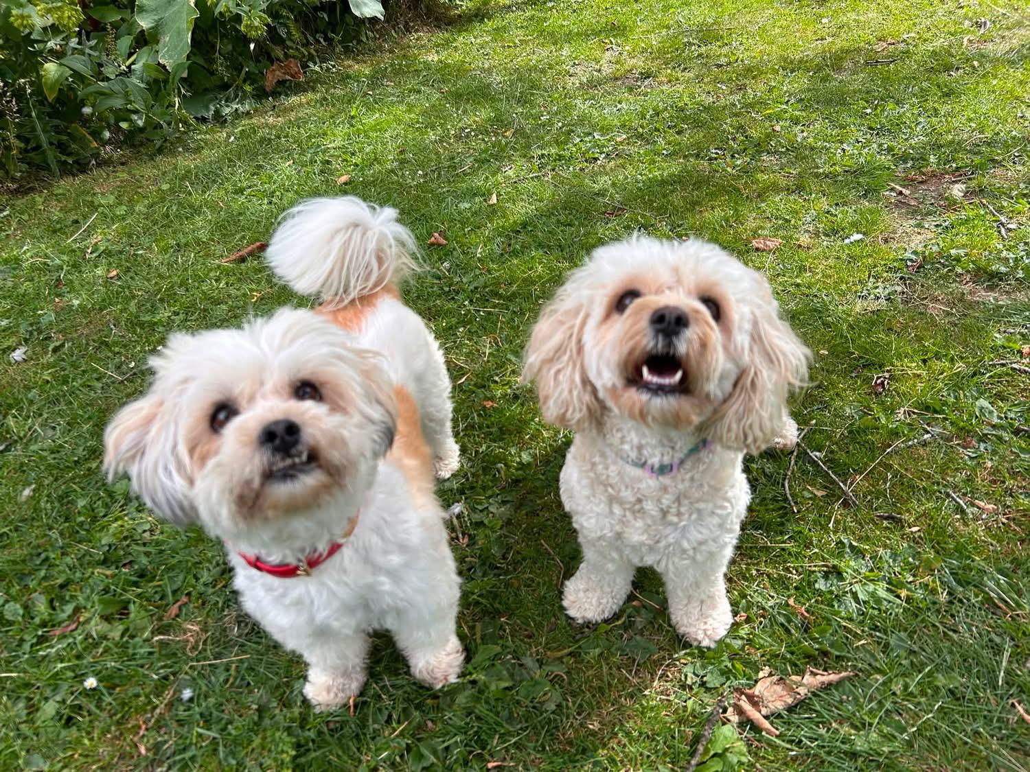 Two cream lhasa-type dogs looking up on the lawn