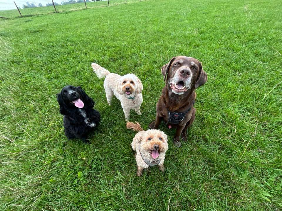 Four happy dogs sitting together in a green field