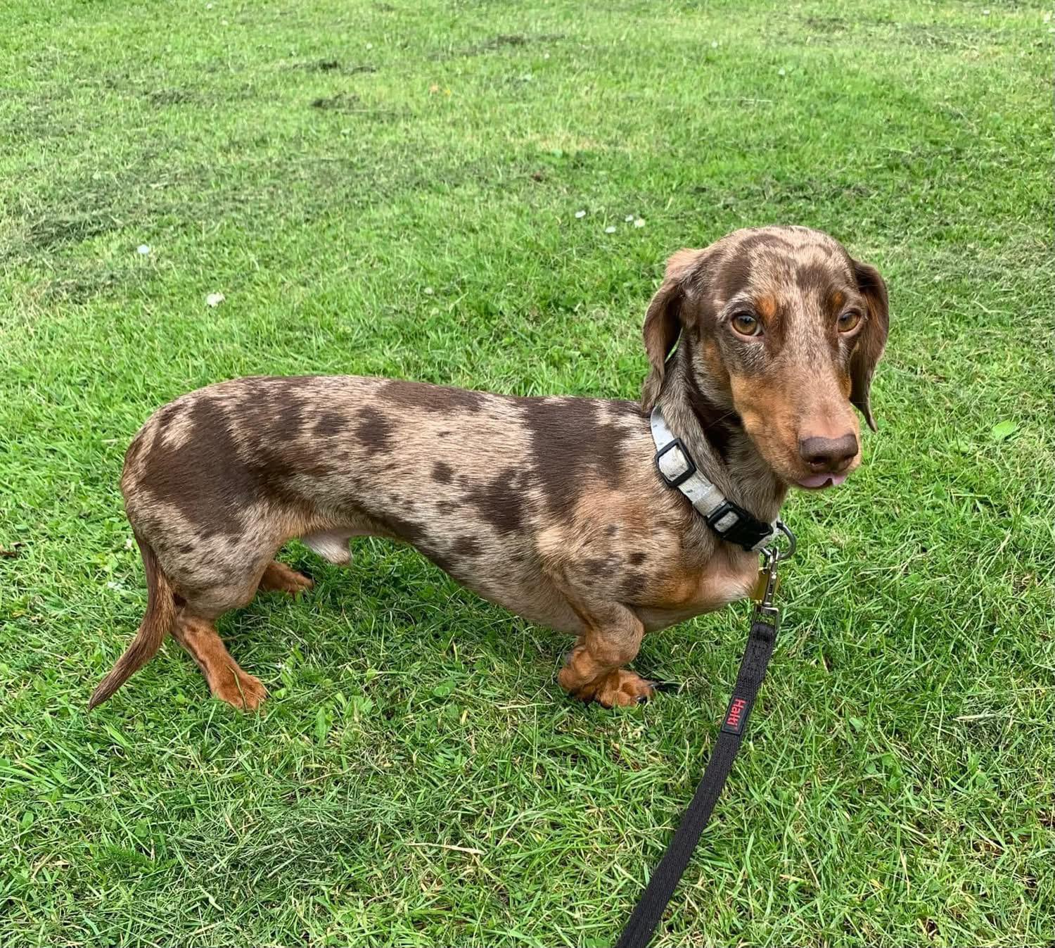 A dapple dachshund on the grass ready for a walk