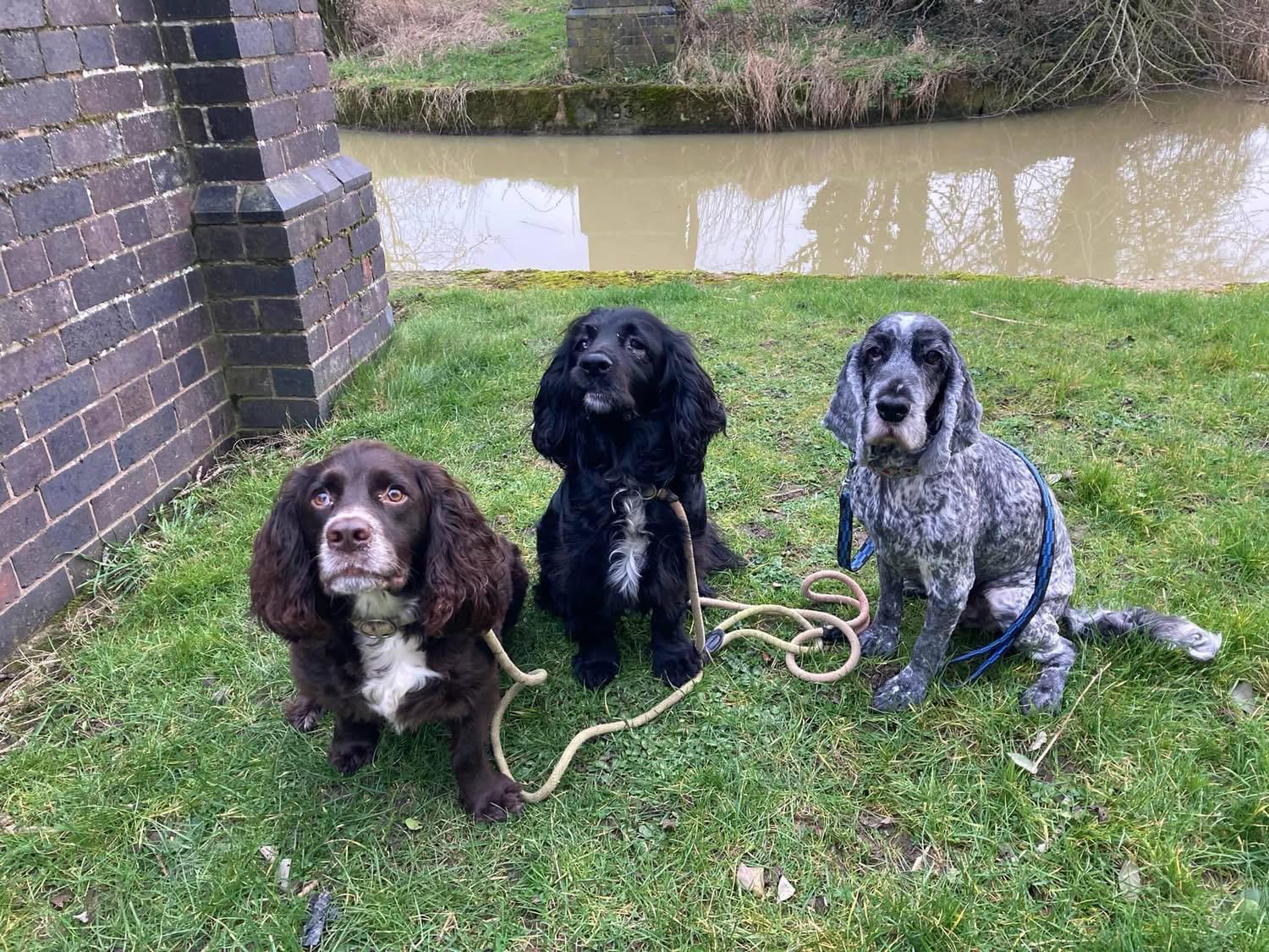 Three cocker spaniels sitting beside the canal