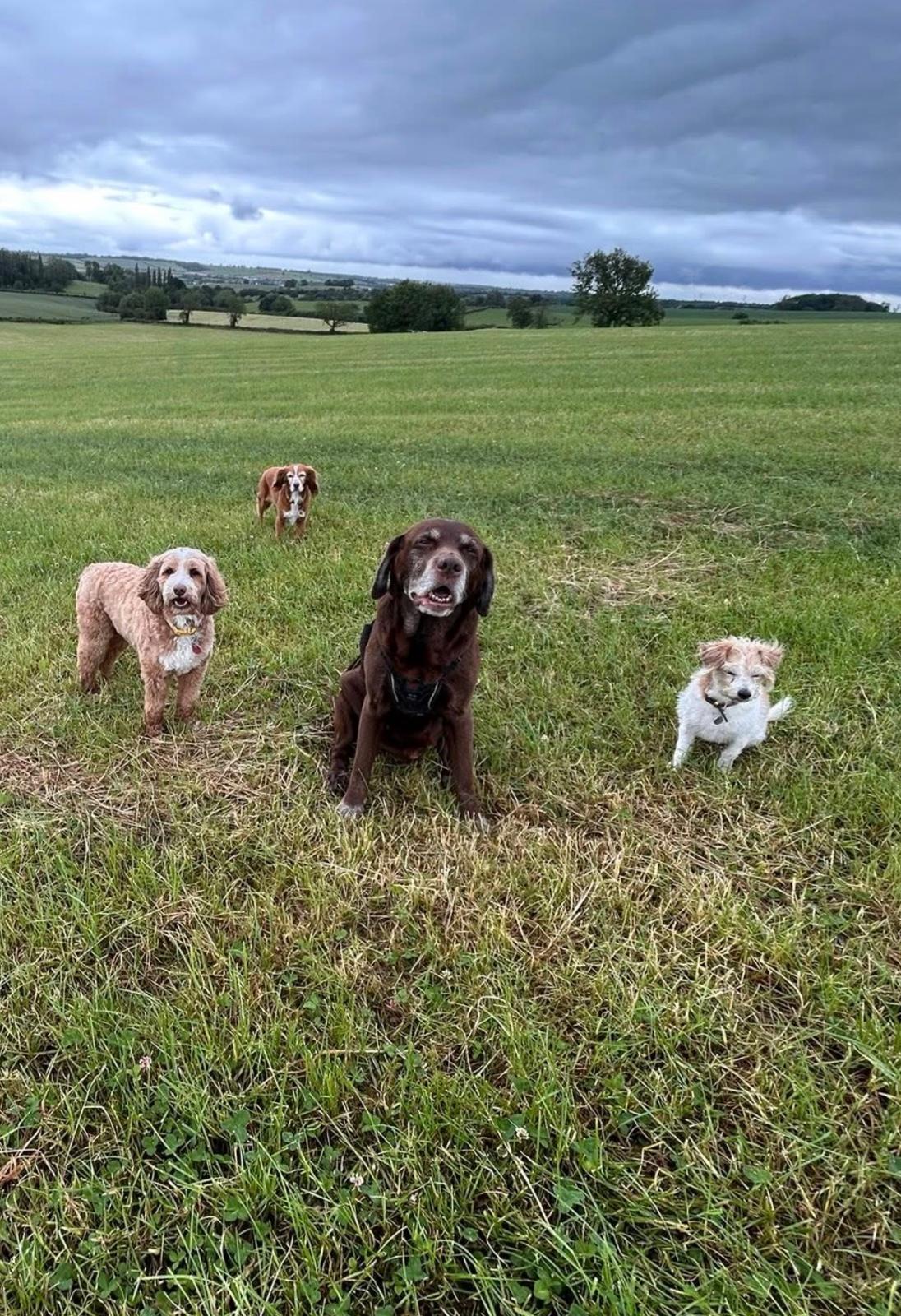 Four dogs out together in the countryside under a cloudy sky