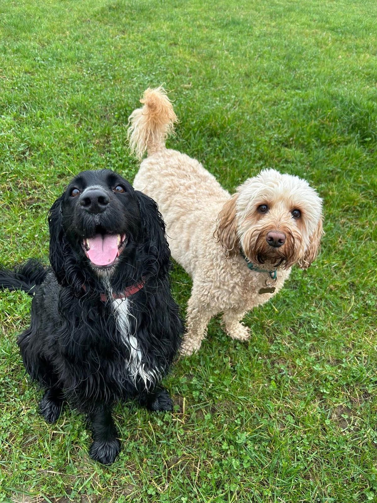 A black cocker spaniel and a cockapoo side by side