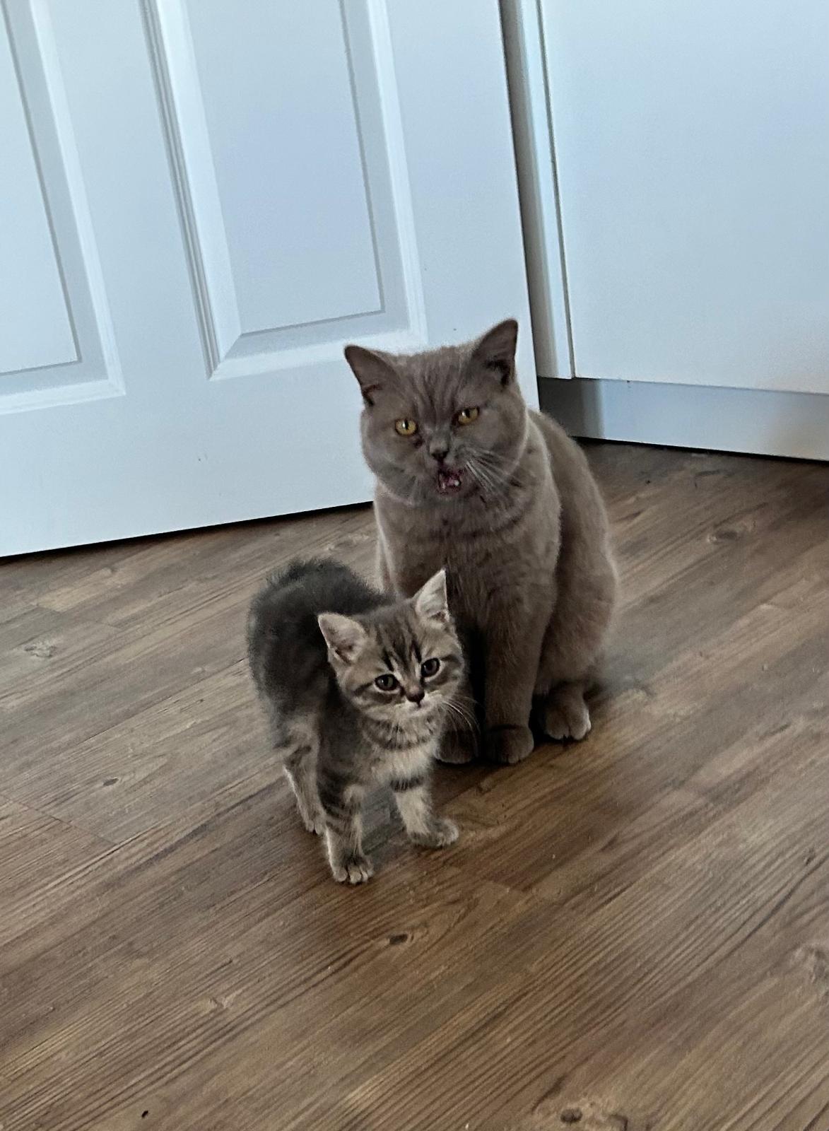 Cat Visits